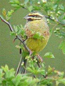 A quaint male Cirl Bunting - Emberiza cirlus © John Muddeman